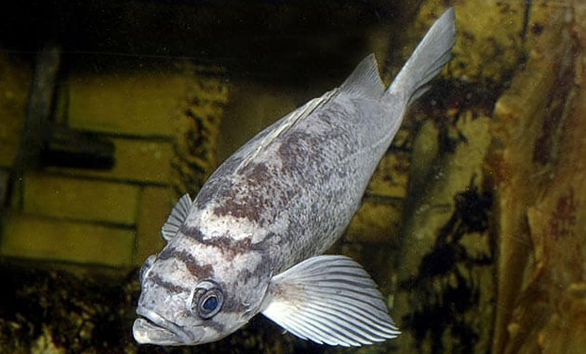 black-rockfish-3