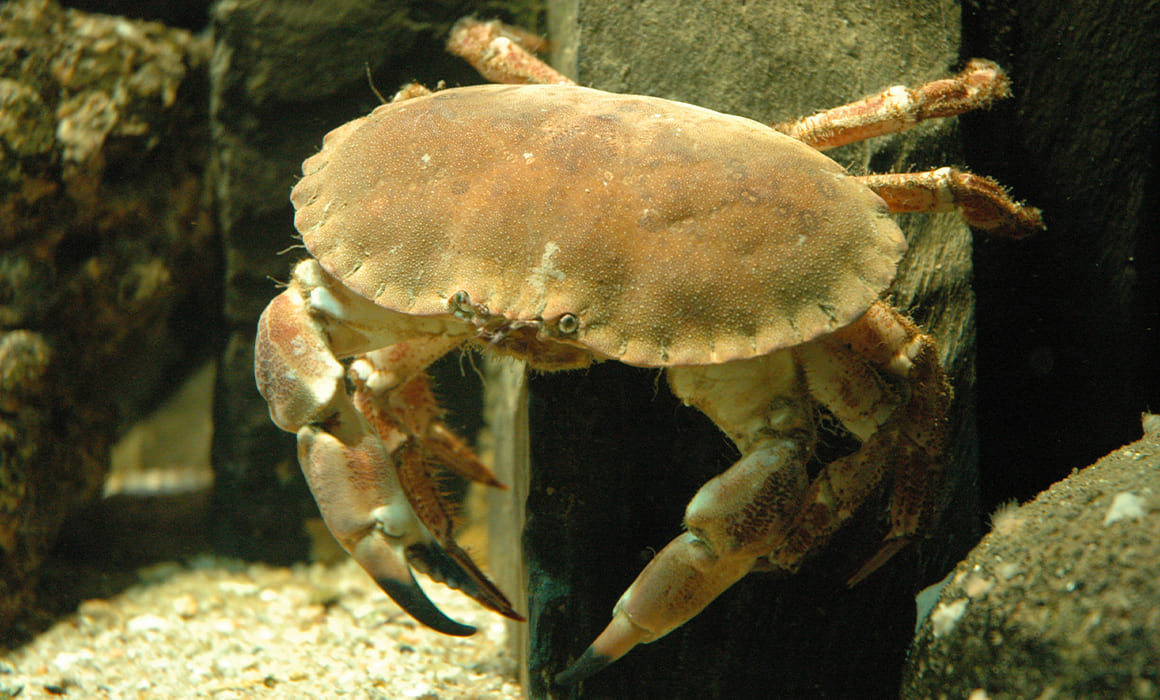 crabe-tourteau-1