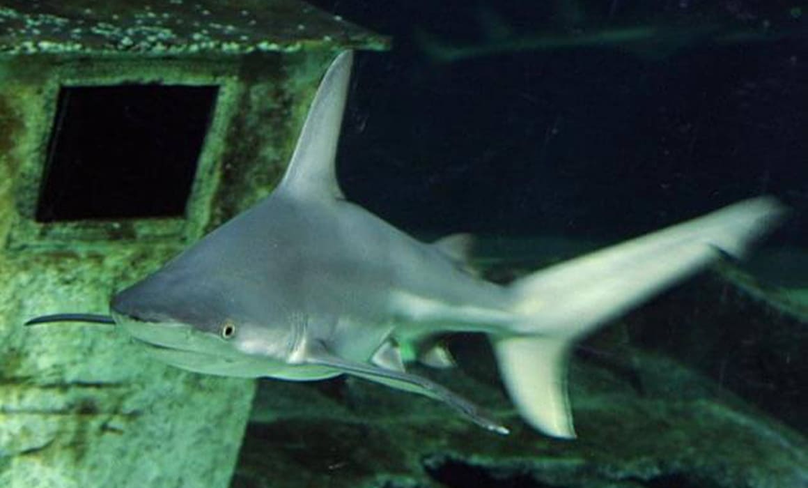 requin-gris-3