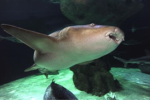 spectacle-requin-nourrice