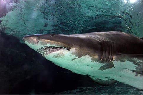 spectacle-requin-taureau