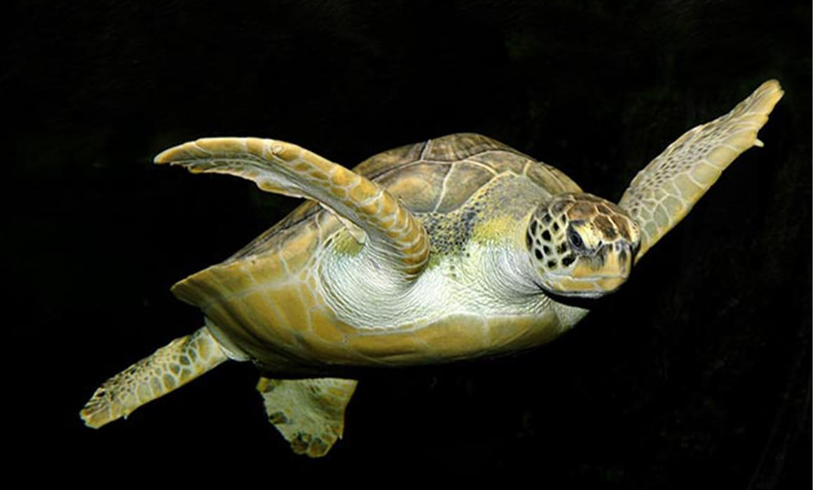 tortue-verte-2