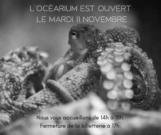11 Novembre