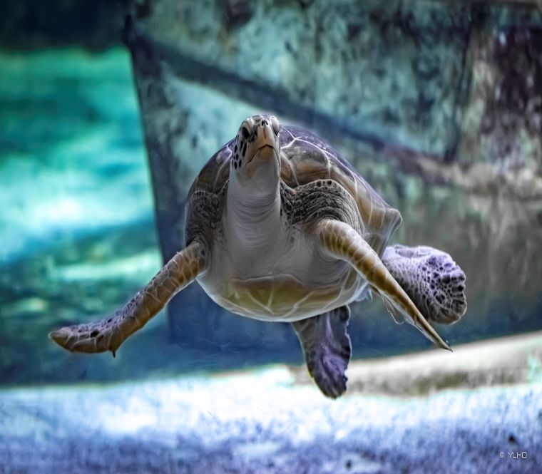 Tortue (1)